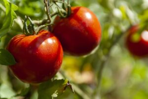 tomatoes on the vine