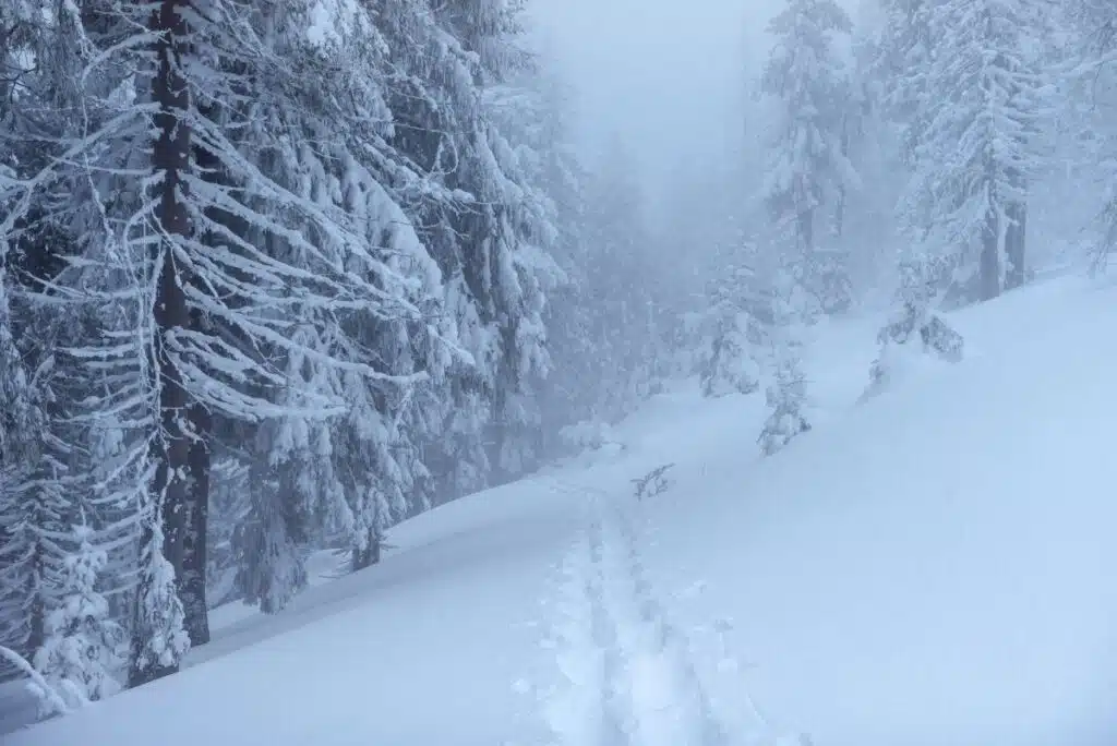 snow storm in forest with path covered