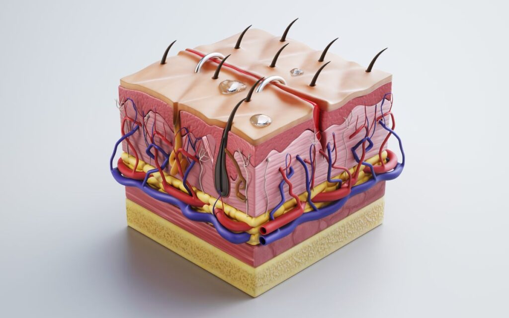 diagram of human tissue
