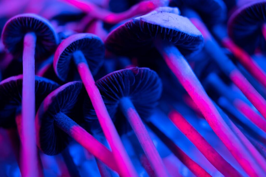 psilocybin mushrooms used to treat eating disorders