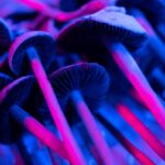 psilocybin mushrooms used to treat eating disorders