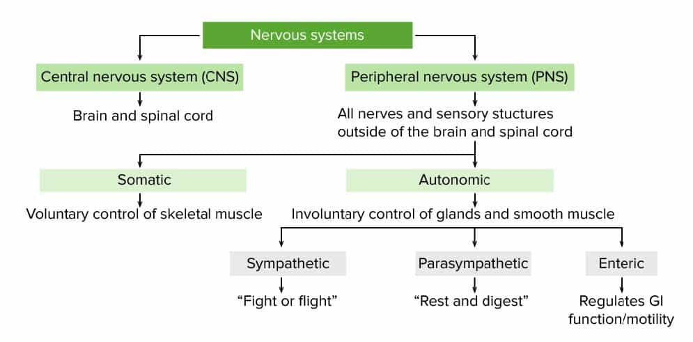 autonomic and somatic nervous system diagram